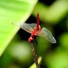 Common scarlet-darter