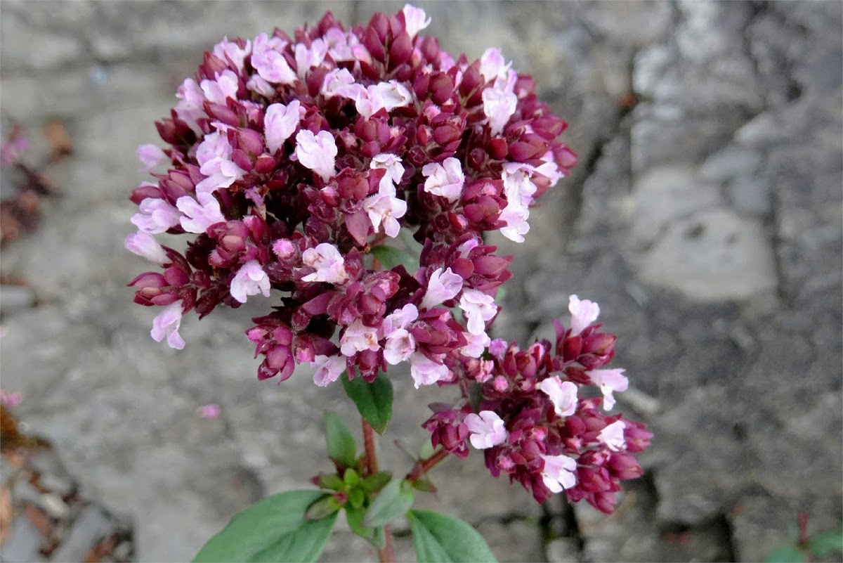 Wild Marjoram