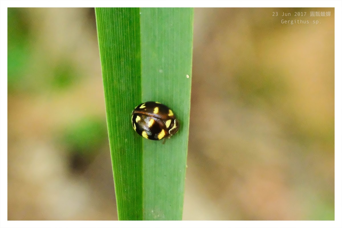 Gergithus sp. 圓瓢蠟蟬