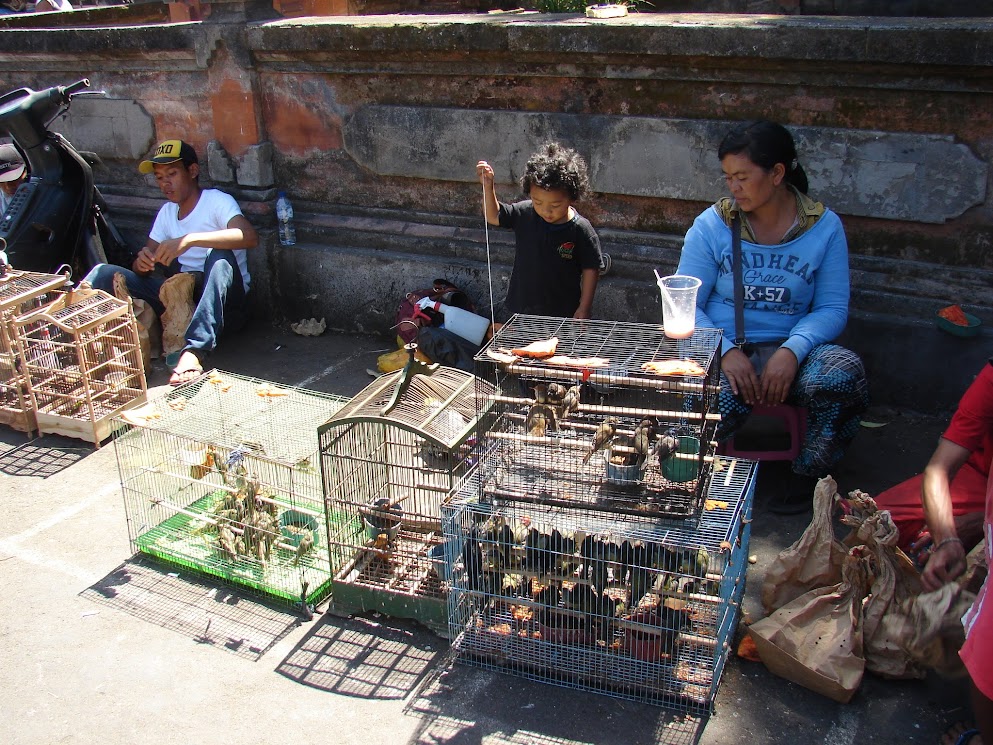 marché aux oiseaux denpasar