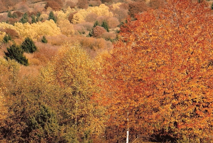 All'autunno dal colore che inebria.. di paolo-spagg