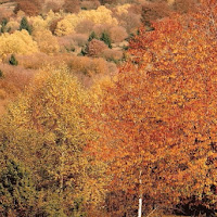 All'autunno dal colore che inebria.. di 