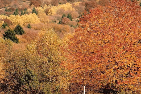 All'autunno dal colore che inebria.. di paolo-spagg