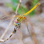 Red veined Darter; Dardo de Venas Rojas