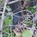 Slate-coloured Boubou