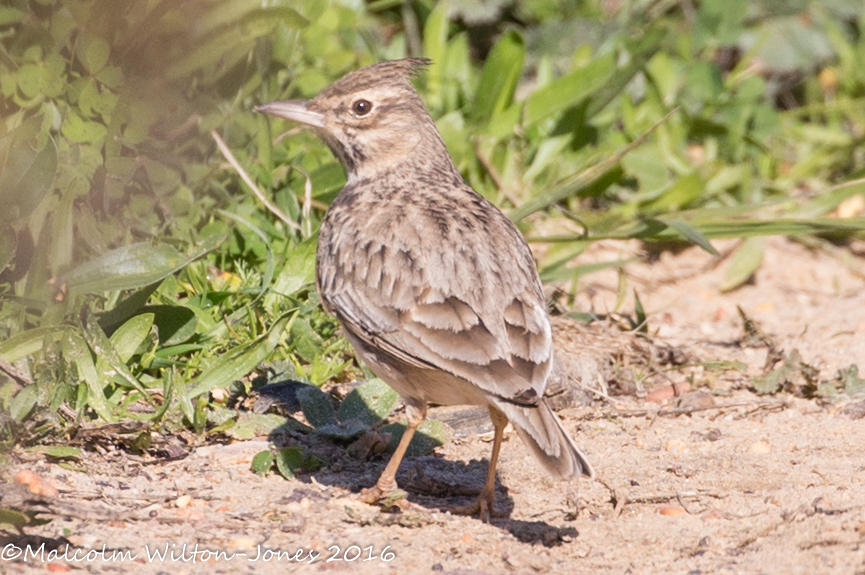 Skylark; Alondra Común