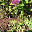 Giant Allium