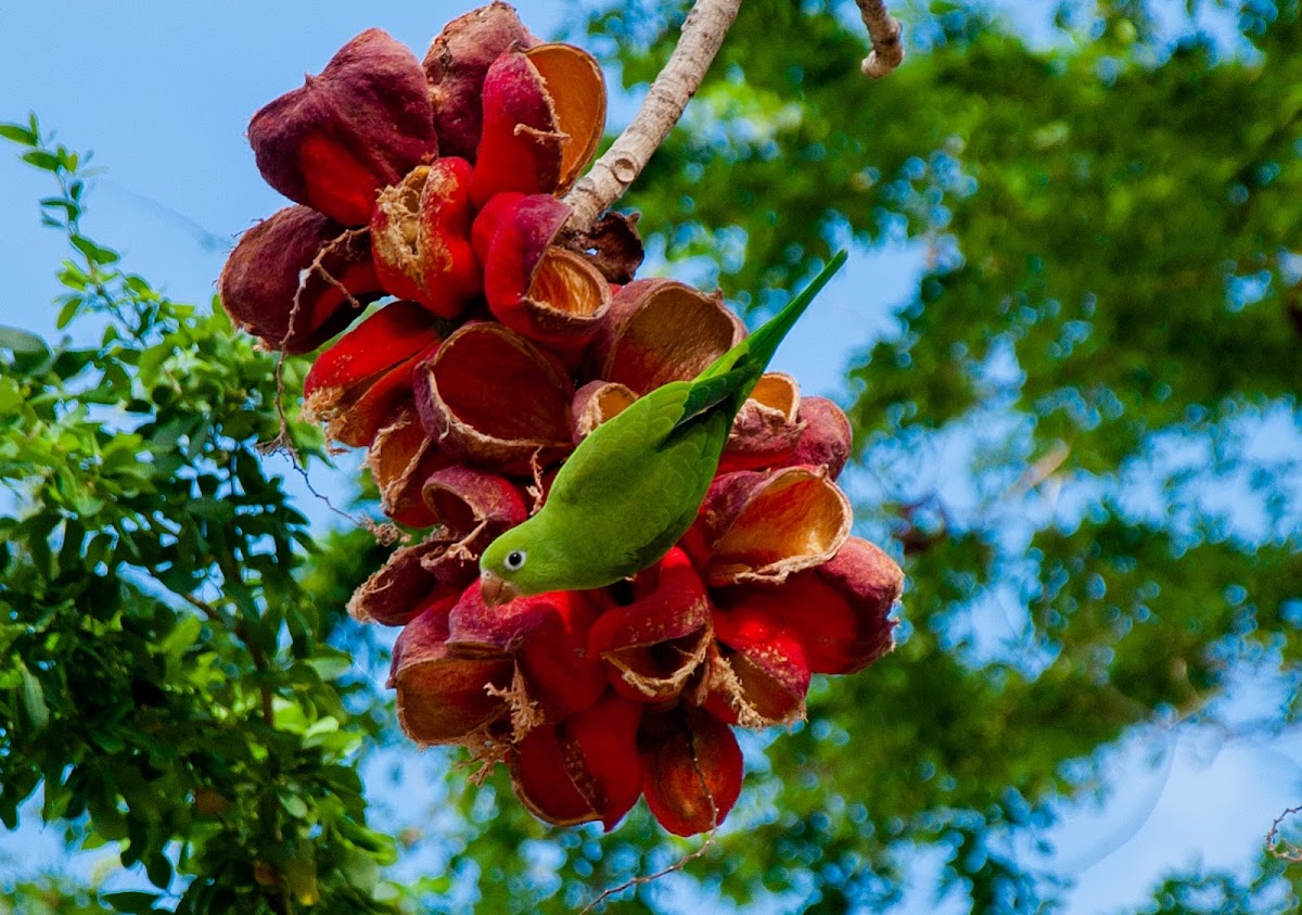 Yellow-chevroned Parakeet