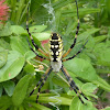 Black and Yellow Argiope