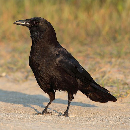 The American Crow