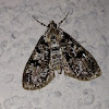 Splendid Palpita Moth