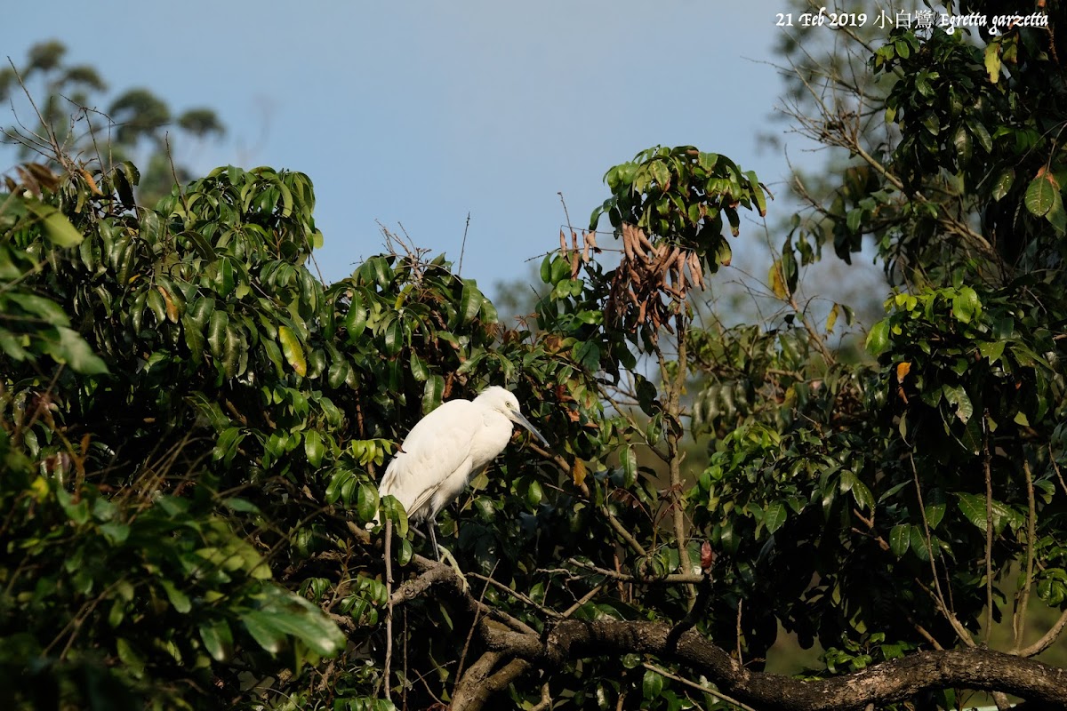 Egretta garzetta 小白鷺