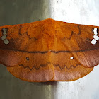 Jordan's Window Moth Female