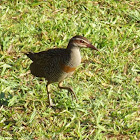 Buff banded rail.