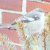 Pine Warbler