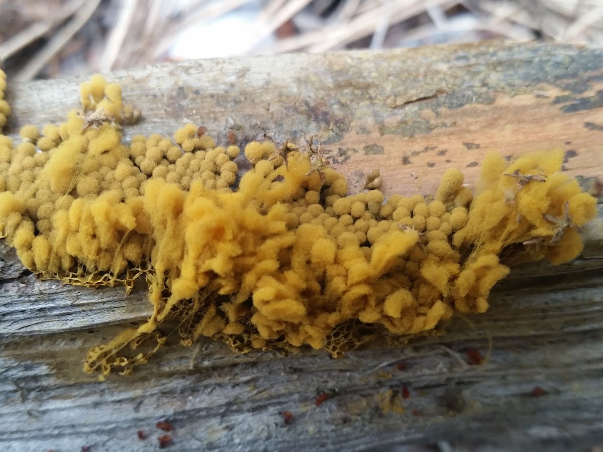 Yellow-fuzz cone slime mold