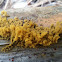 Yellow-fuzz cone slime mold