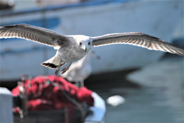 lento, in volo di pilotto