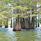 Bald cypress