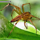 Lynx spider