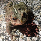 Western Toad