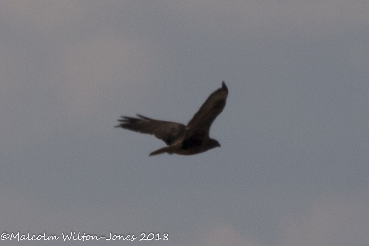 Buzzard; Ratonero Común