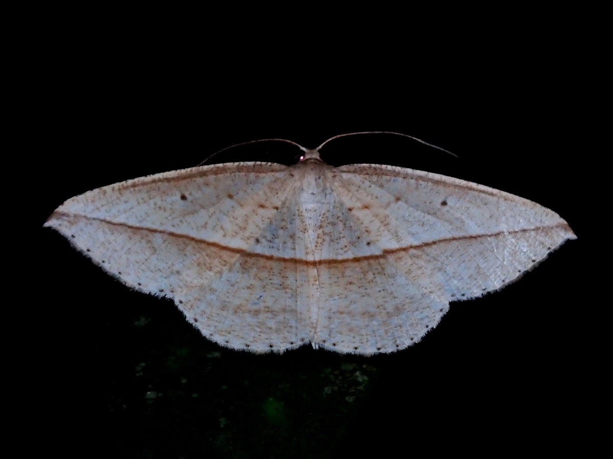 Geometrid Moth