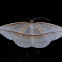 Geometrid Moth