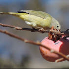 Orange-crowned Warbler