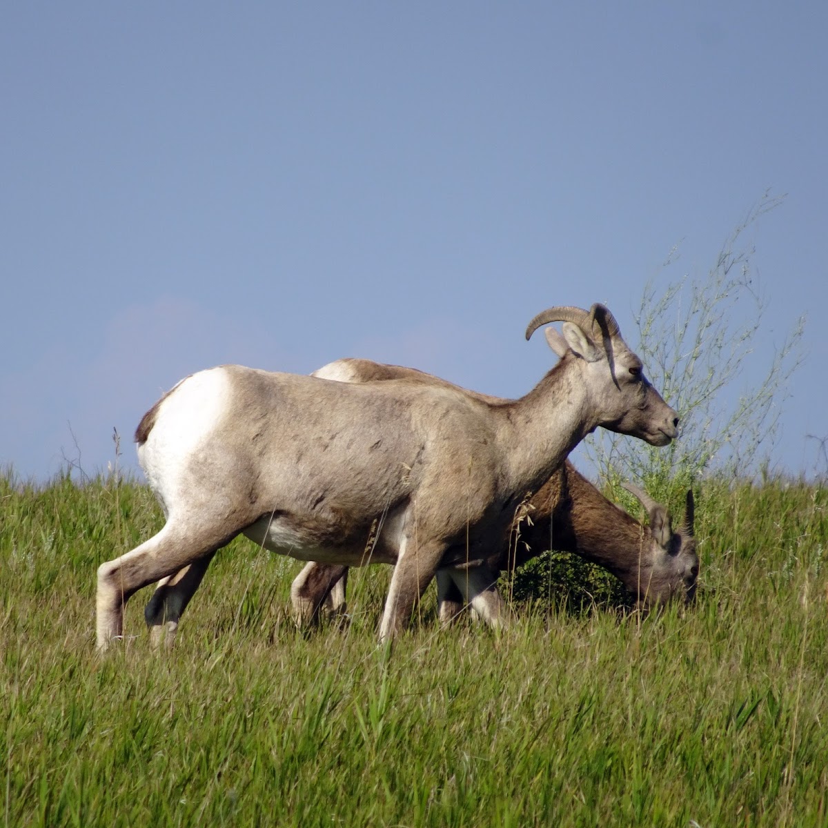 Bighorn Sheep