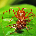 Ant Mimicking Spider