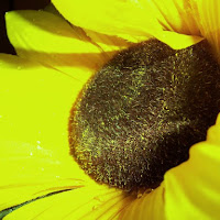 Sunflower di 