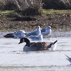 Canada Goose