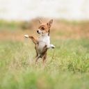 Dog jumping