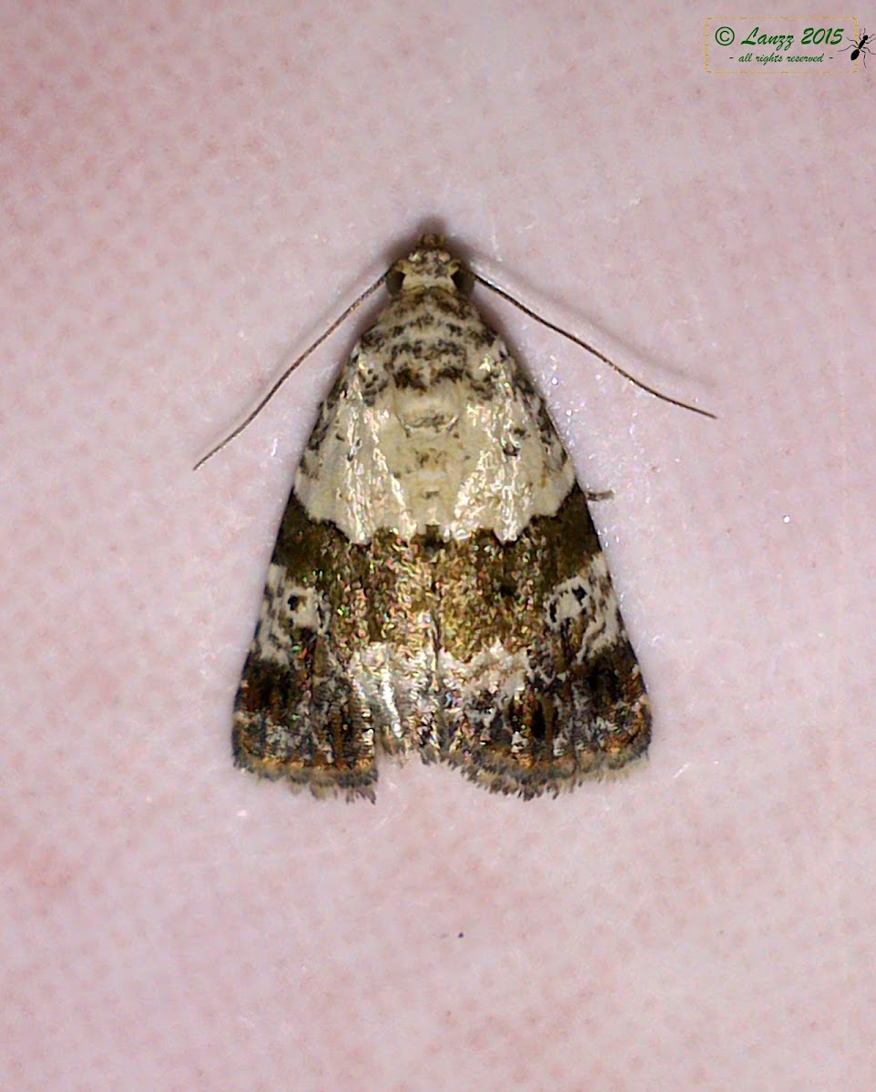 Noctuid Moth