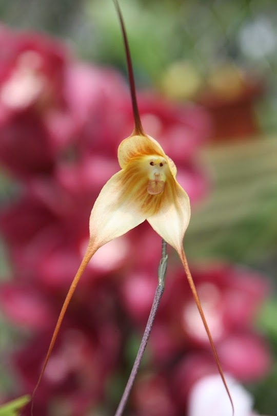 A rara orquídea cara de macaco