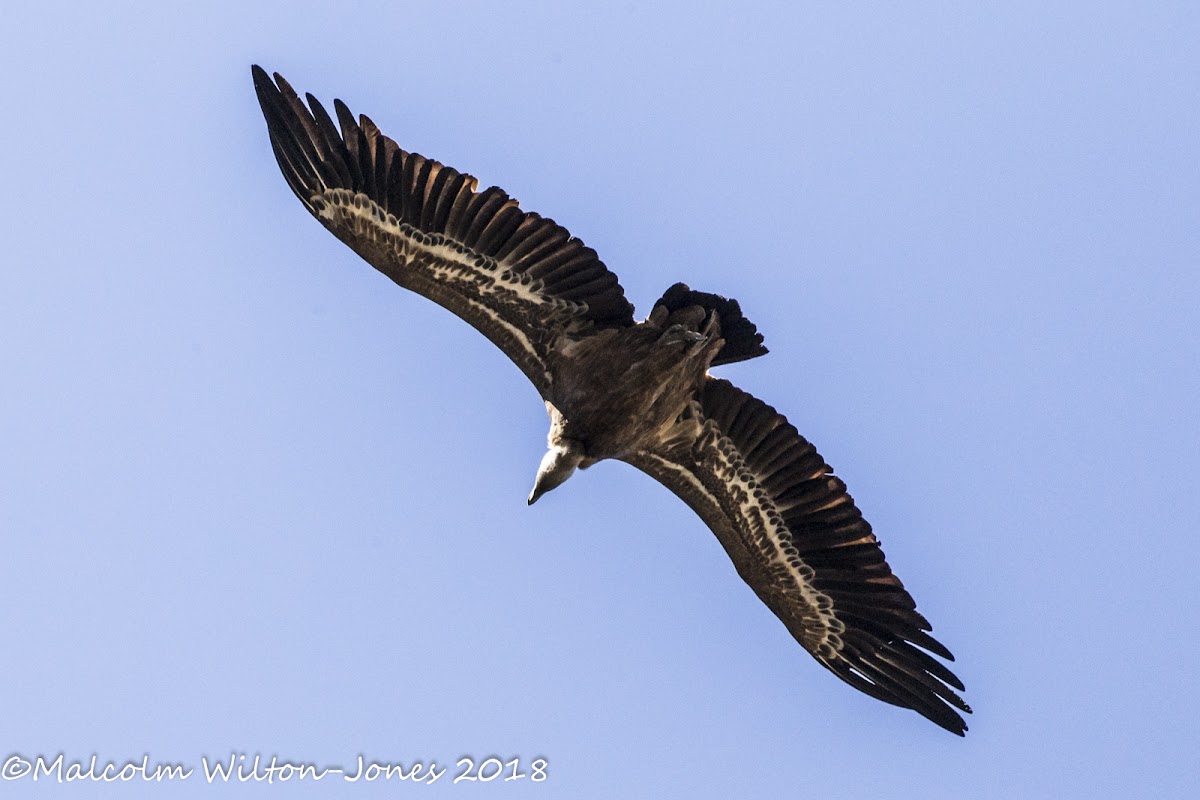 Griffon Vulture; Buitre Leonado