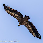 Griffon Vulture; Buitre Leonado