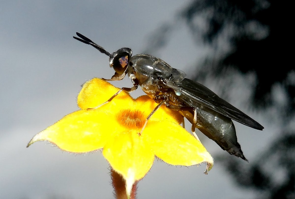 Black soldier fly