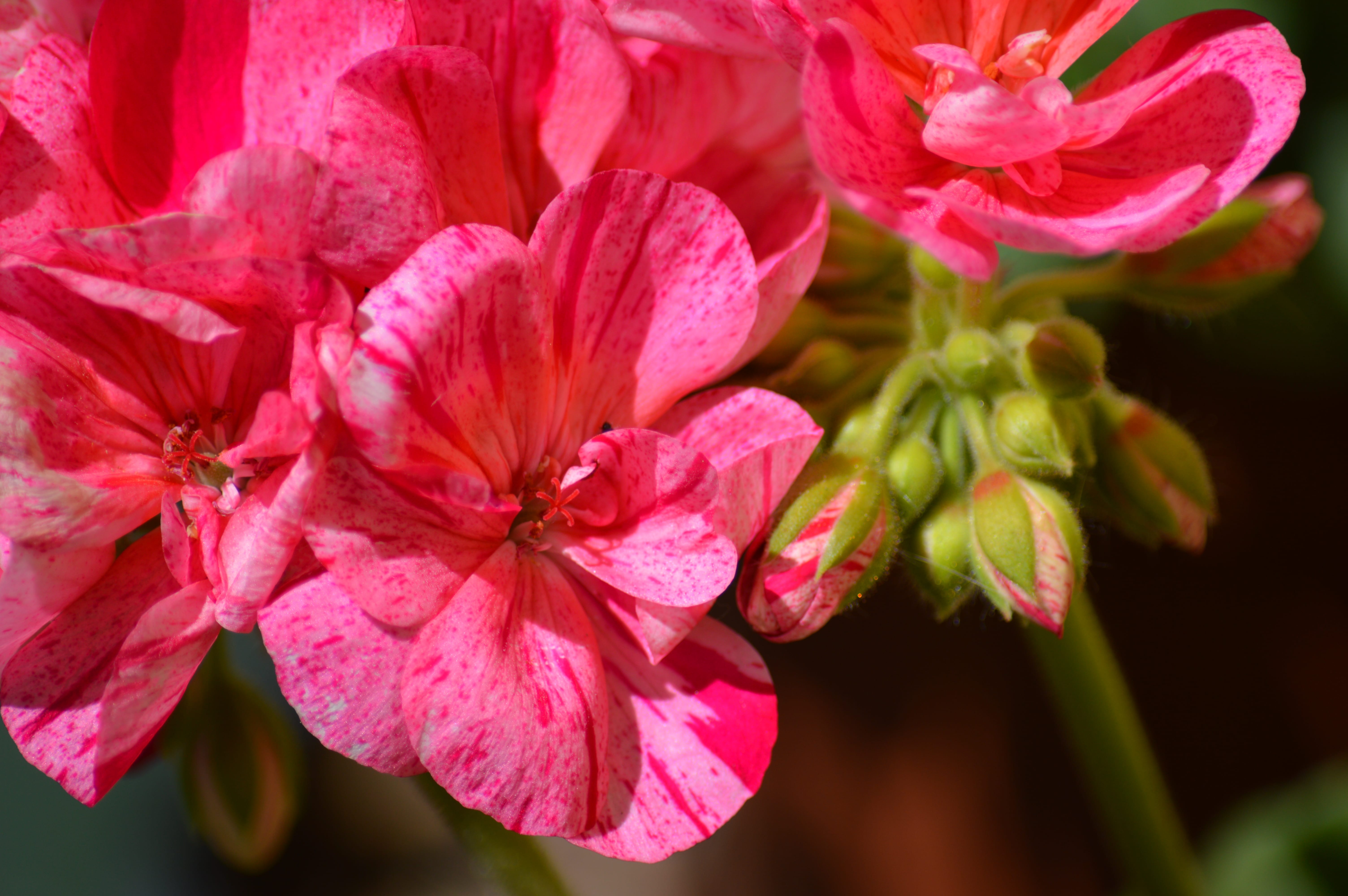 "Ogni fiore che sboccia ci ricorda che il mondo non è ancora stanco dei colori." di mony29