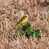 Western yellow wagtail; Lavandera boyera