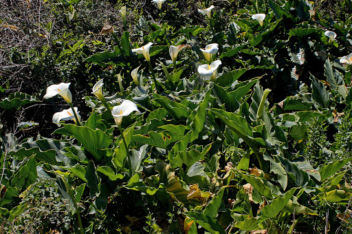 Zantedeschia aethiopica (L.) Spreng | Flora de Galicia