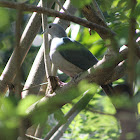 Green Imperial Pigeon