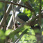 Green Imperial Pigeon