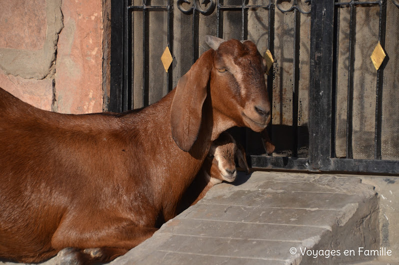 Chèvres Jodhpur