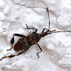 Leaf-footed bug