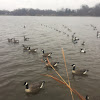 Canadian geese