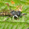 Square-headed Wasp