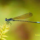 Blue-ringed Dancer Damselfly