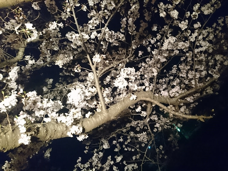 クラウンアスリートの夜桜コラボ・17クラウン・前置きインタークーラー・MT載せ替え車に関するカスタム事例の投稿画像4枚目